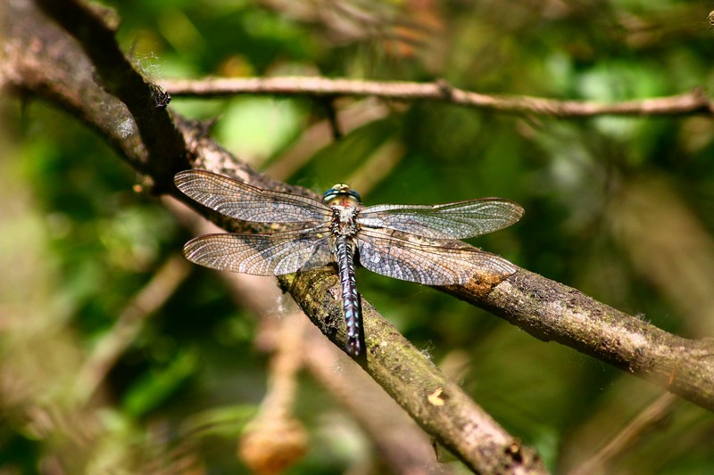 LIb. ID1: Brachytron pratense!